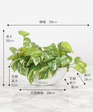 TTTTA04070 EMILIO ROBBA(エミリオ ロバ) ポトスS その他