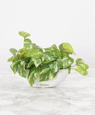 TTTTA04070 EMILIO ROBBA(エミリオ ロバ) ポトスS その他