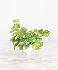 TTTTA04070 EMILIO ROBBA(エミリオ ロバ) ポトスS その他