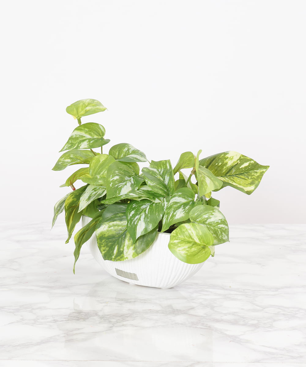 TTTTA04070 EMILIO ROBBA(エミリオ ロバ) ポトスS その他