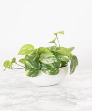 TTTTA04070 EMILIO ROBBA(エミリオ ロバ) ポトスS その他