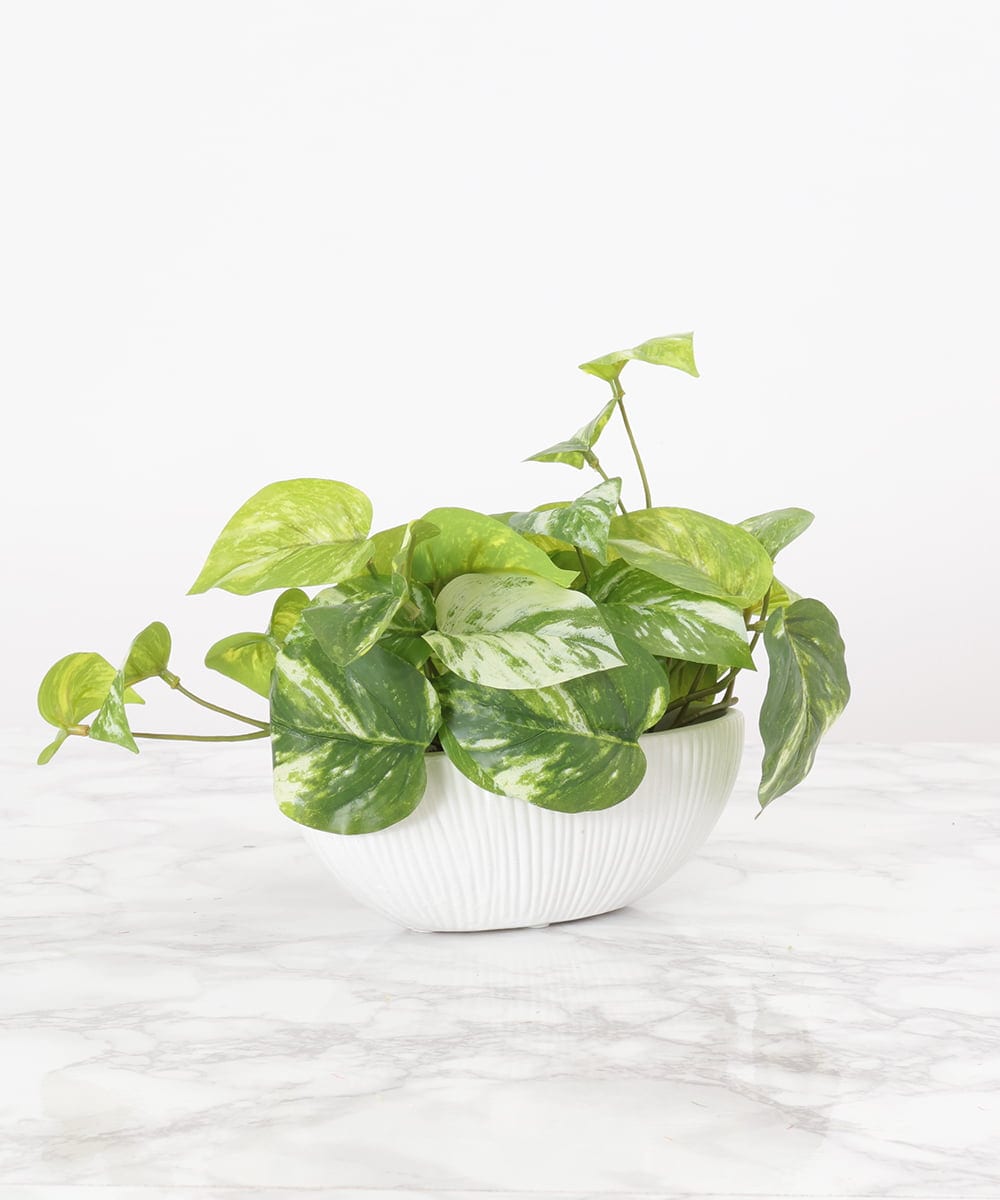 TTTTA04070 EMILIO ROBBA(エミリオ ロバ) ポトスS その他