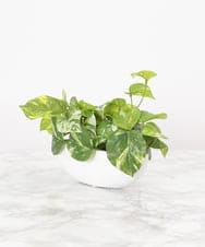 TTTTA04070 EMILIO ROBBA(エミリオ ロバ) ポトスS その他