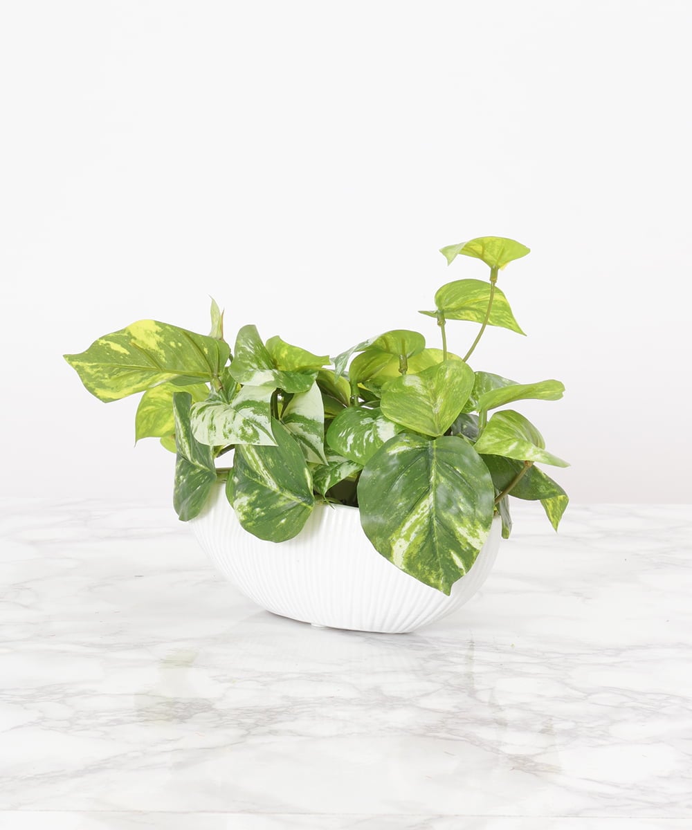 TTTTA04070 EMILIO ROBBA(エミリオ ロバ) ポトスS その他