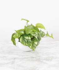 TTTTA04070 EMILIO ROBBA(エミリオ ロバ) ポトスS その他