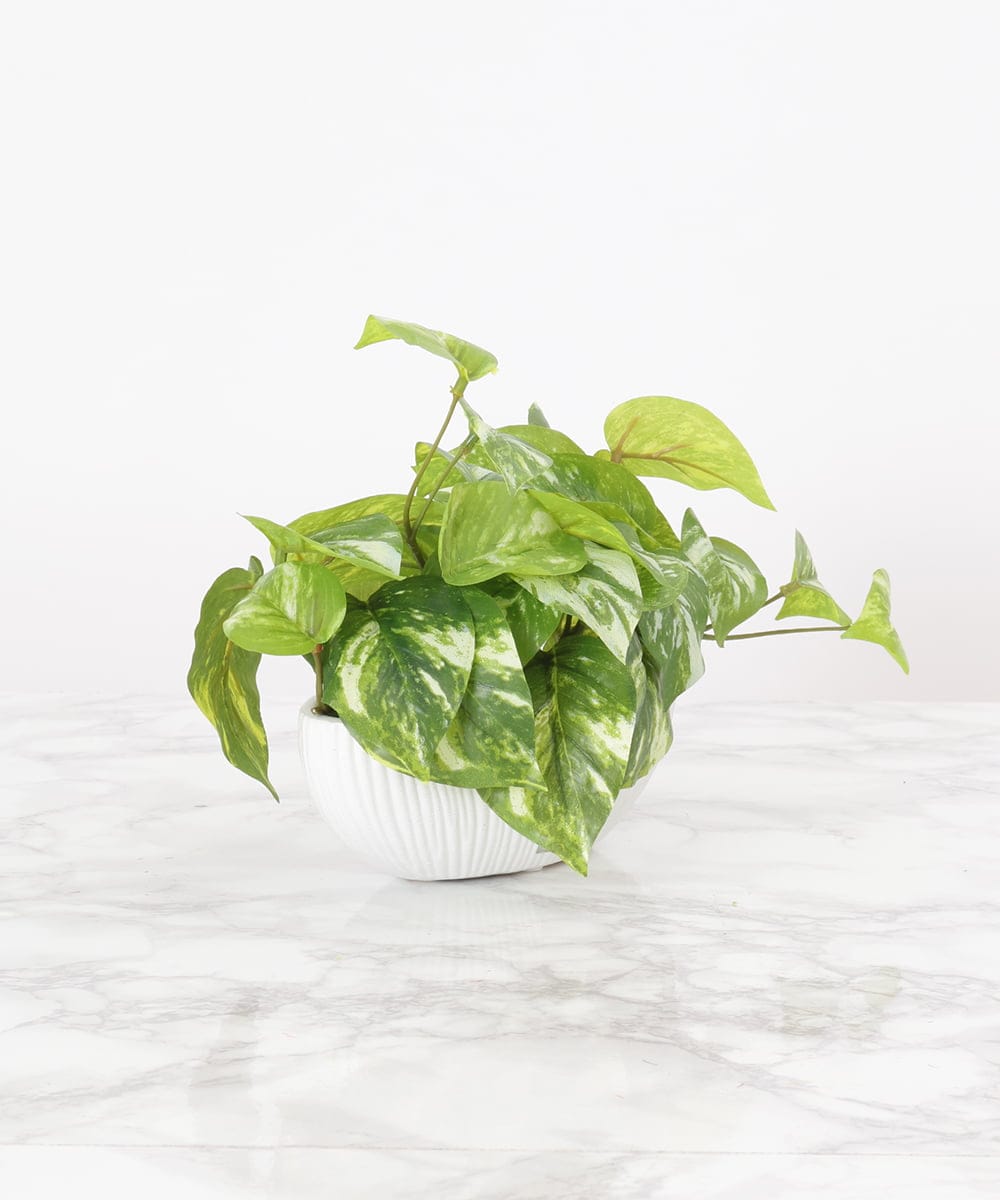 TTTTA04070 EMILIO ROBBA(エミリオ ロバ) ポトスS その他