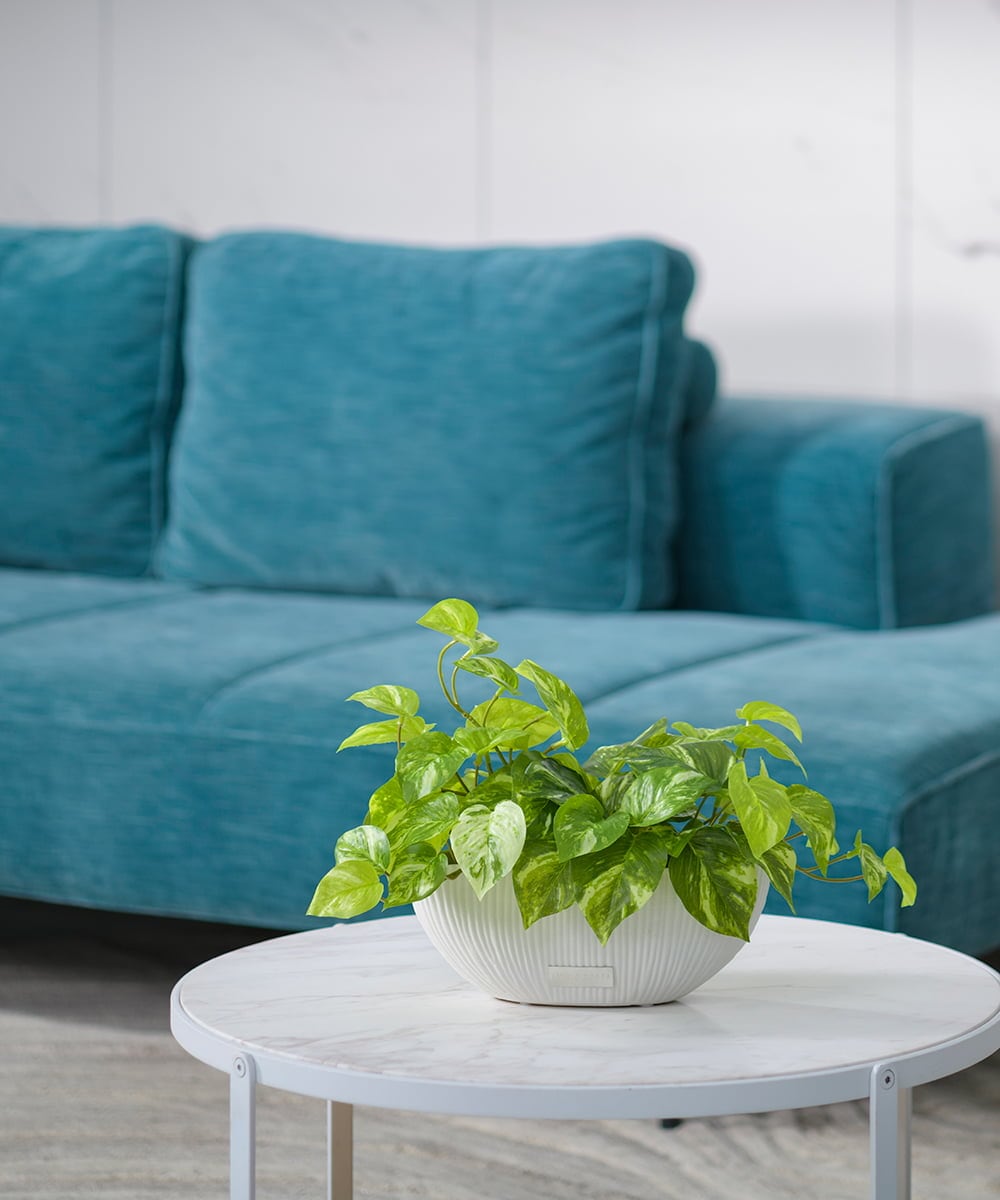 TTTTA05120 EMILIO ROBBA(エミリオ ロバ) ポトスL その他