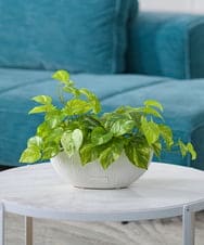 TTTTA05120 EMILIO ROBBA(エミリオ ロバ) ポトスL その他