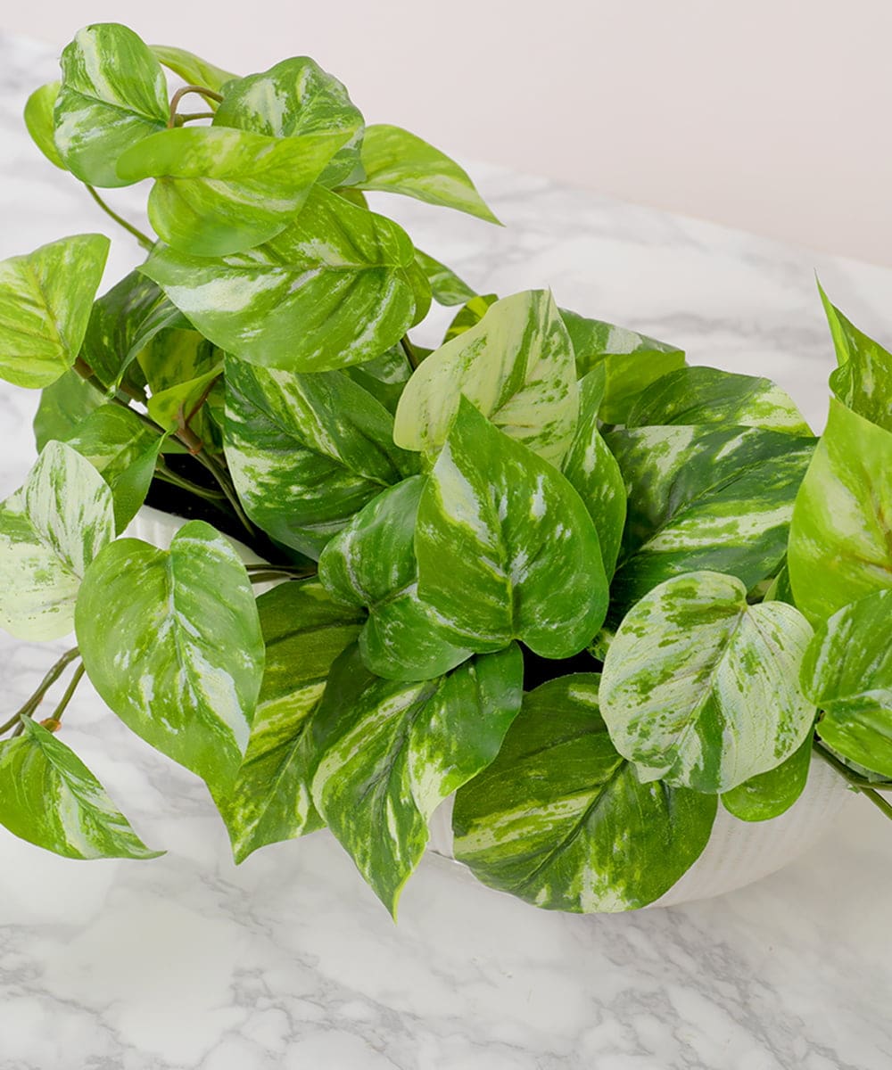 TTTTA05120 EMILIO ROBBA(エミリオ ロバ) ポトスL その他