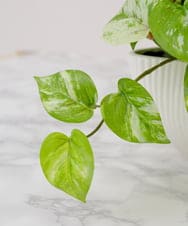 TTTTA05120 EMILIO ROBBA(エミリオ ロバ) ポトスL その他