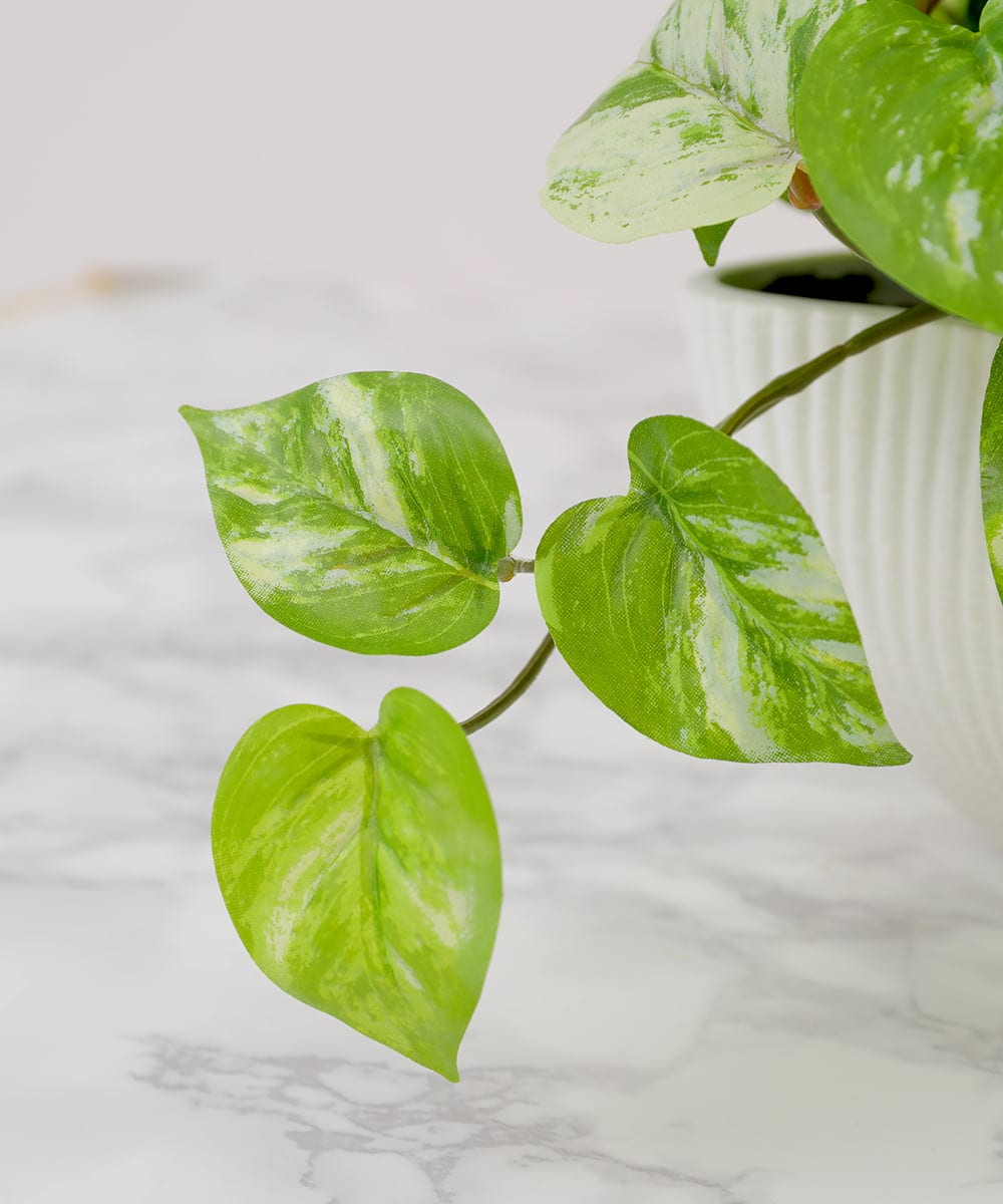 TTTTA05120 EMILIO ROBBA(エミリオ ロバ) ポトスL その他