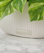 TTTTA05120 EMILIO ROBBA(エミリオ ロバ) ポトスL その他