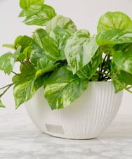 TTTTA05120 EMILIO ROBBA(エミリオ ロバ) ポトスL その他