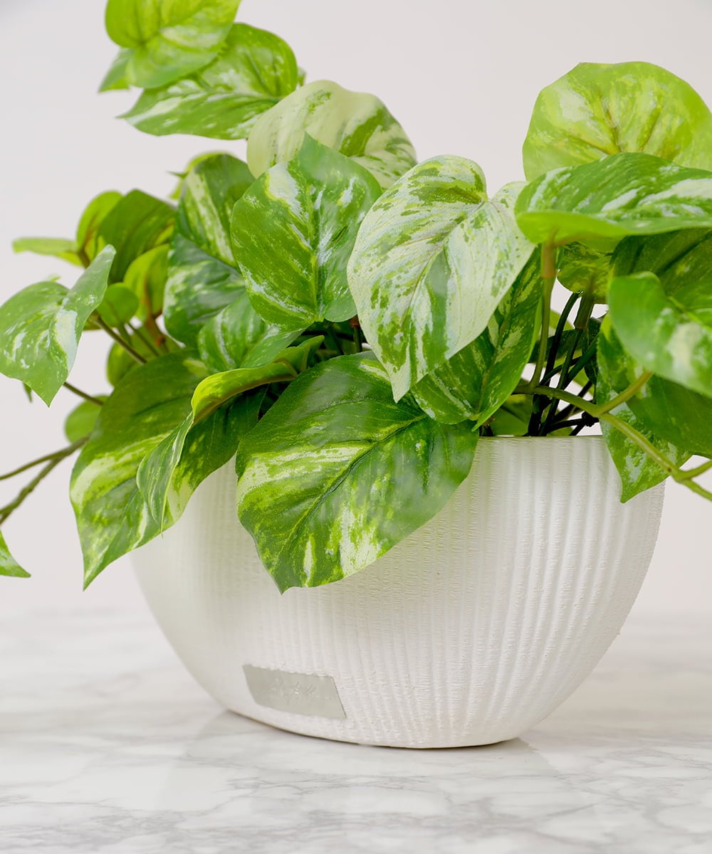 TTTTA05120 EMILIO ROBBA(エミリオ ロバ) ポトスL その他