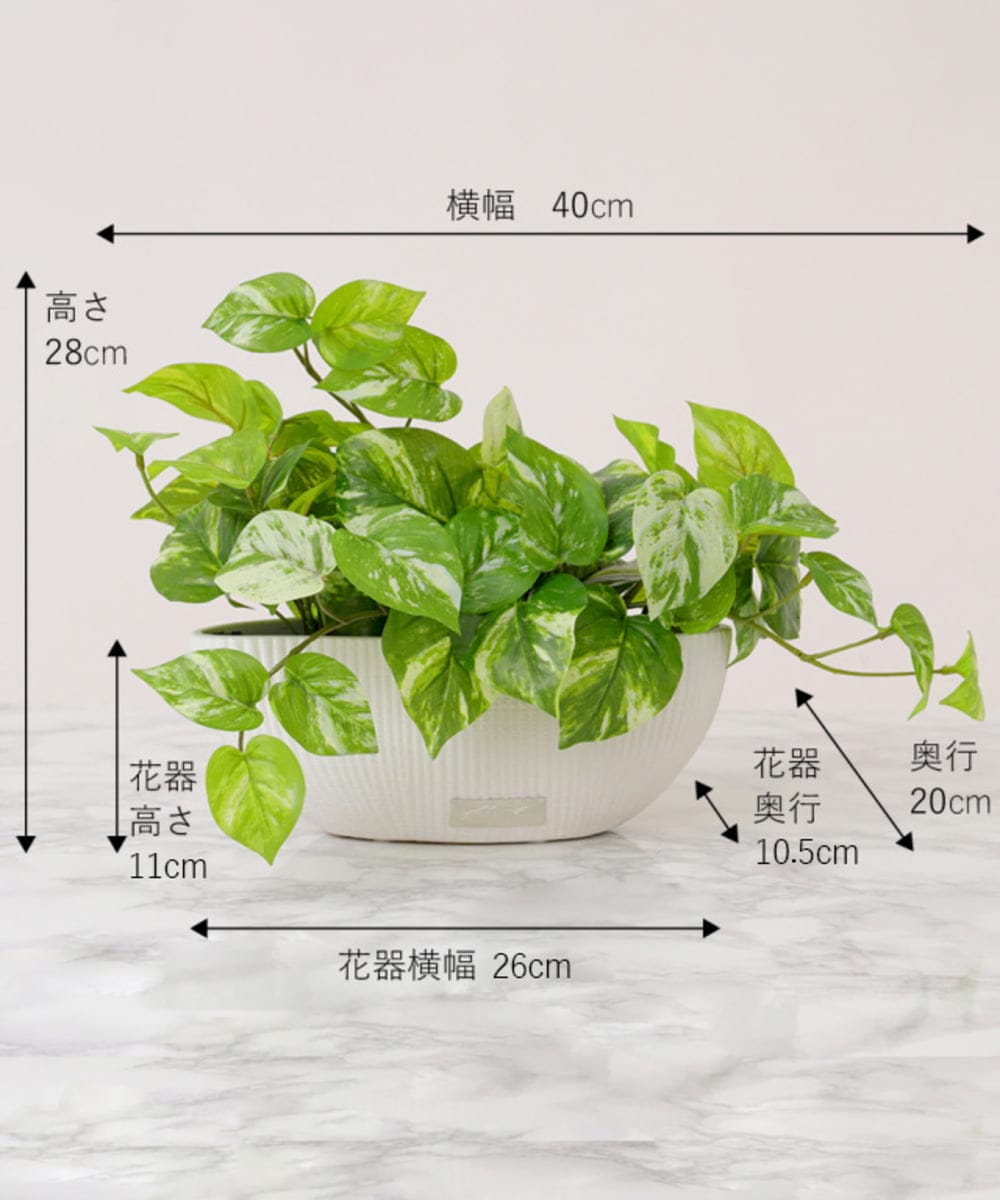 TTTTA05120 EMILIO ROBBA(エミリオ ロバ) ポトスL その他