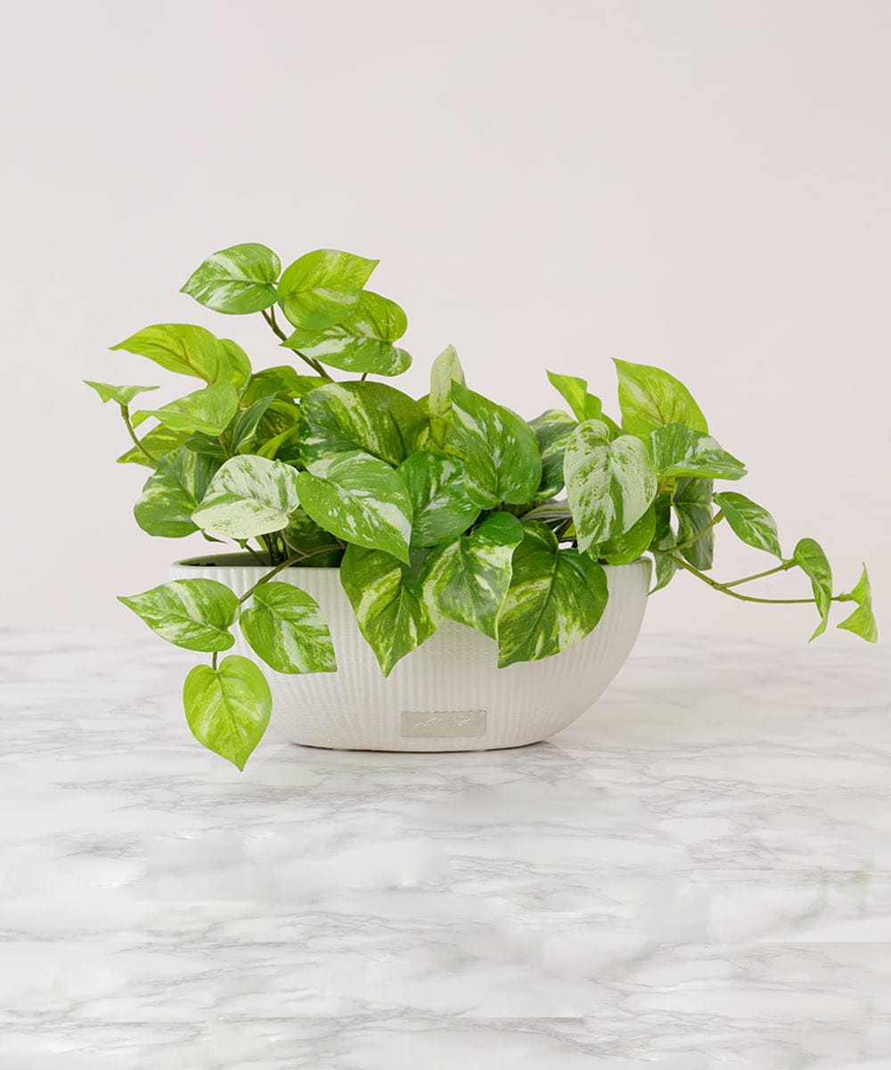 TTTTA05120 EMILIO ROBBA(エミリオ ロバ) ポトスL その他