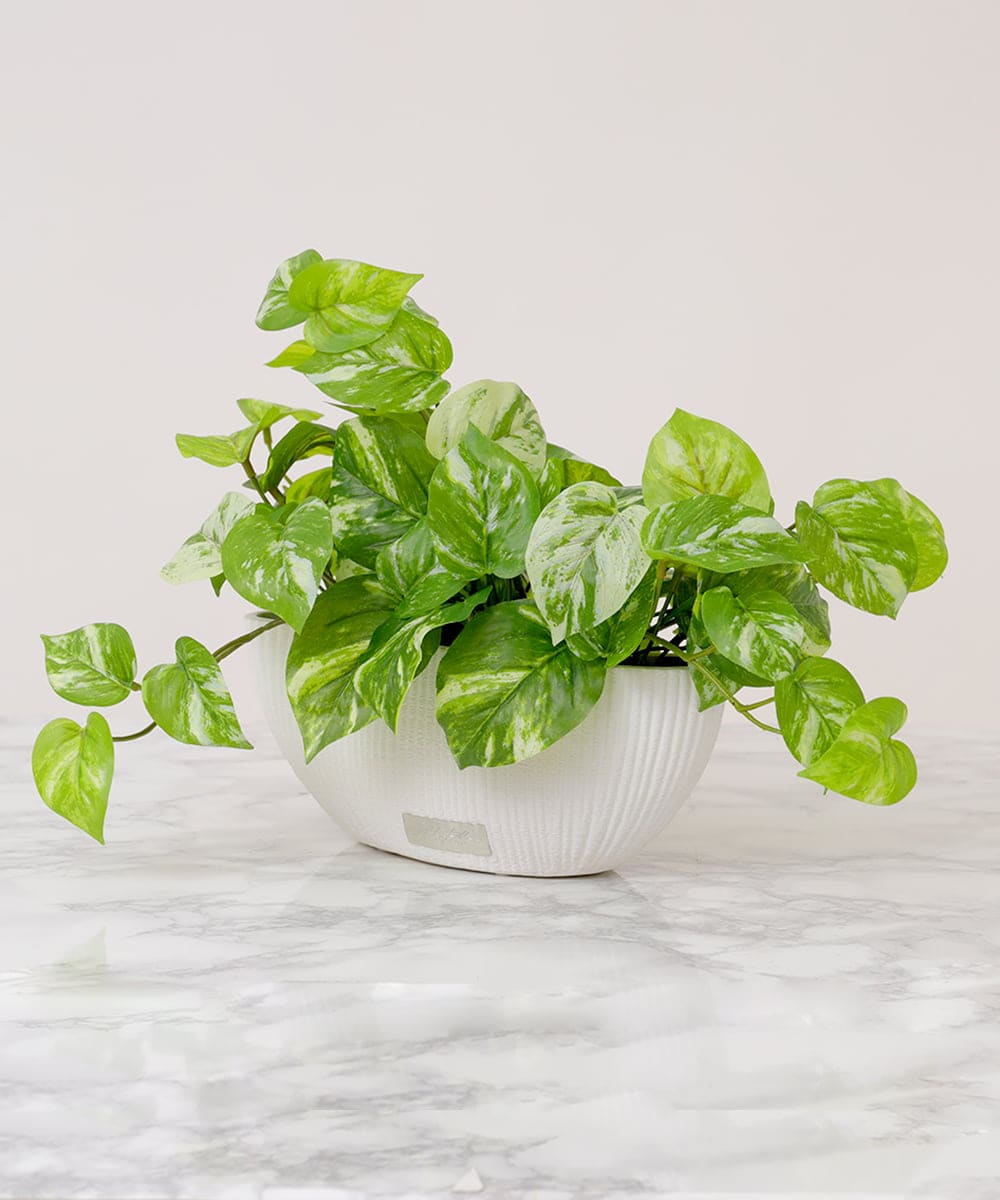 TTTTA05120 EMILIO ROBBA(エミリオ ロバ) ポトスL その他