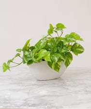 TTTTA05120 EMILIO ROBBA(エミリオ ロバ) ポトスL その他