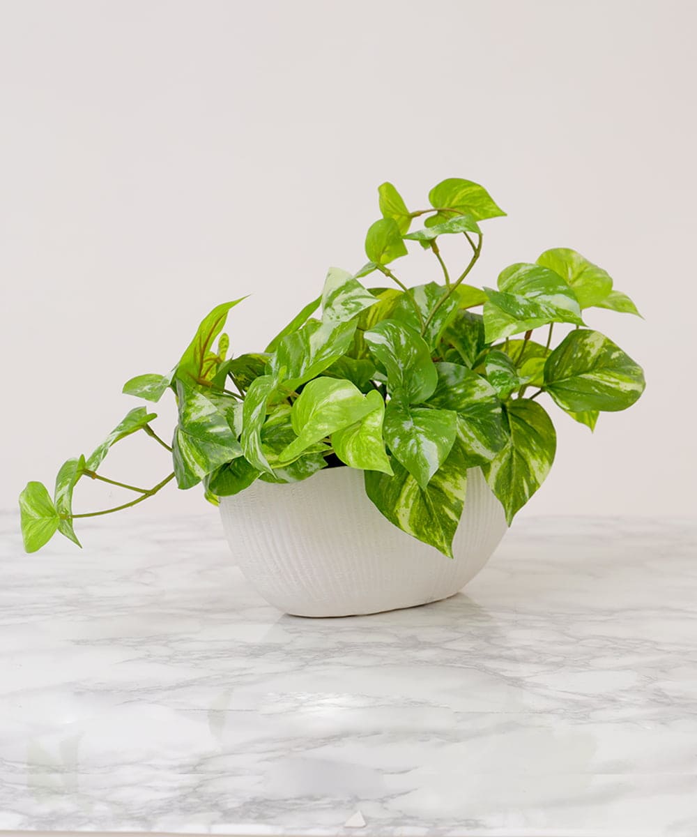 TTTTA05120 EMILIO ROBBA(エミリオ ロバ) ポトスL その他