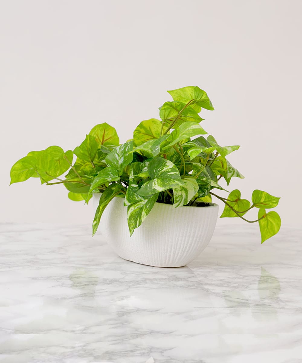 TTTTA05120 EMILIO ROBBA(エミリオ ロバ) ポトスL その他