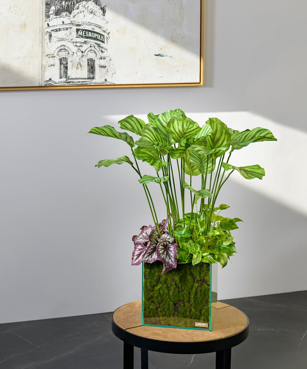 TTTTA06800 EMILIO ROBBA(エミリオ ロバ) ギャザリング・カラテア その他