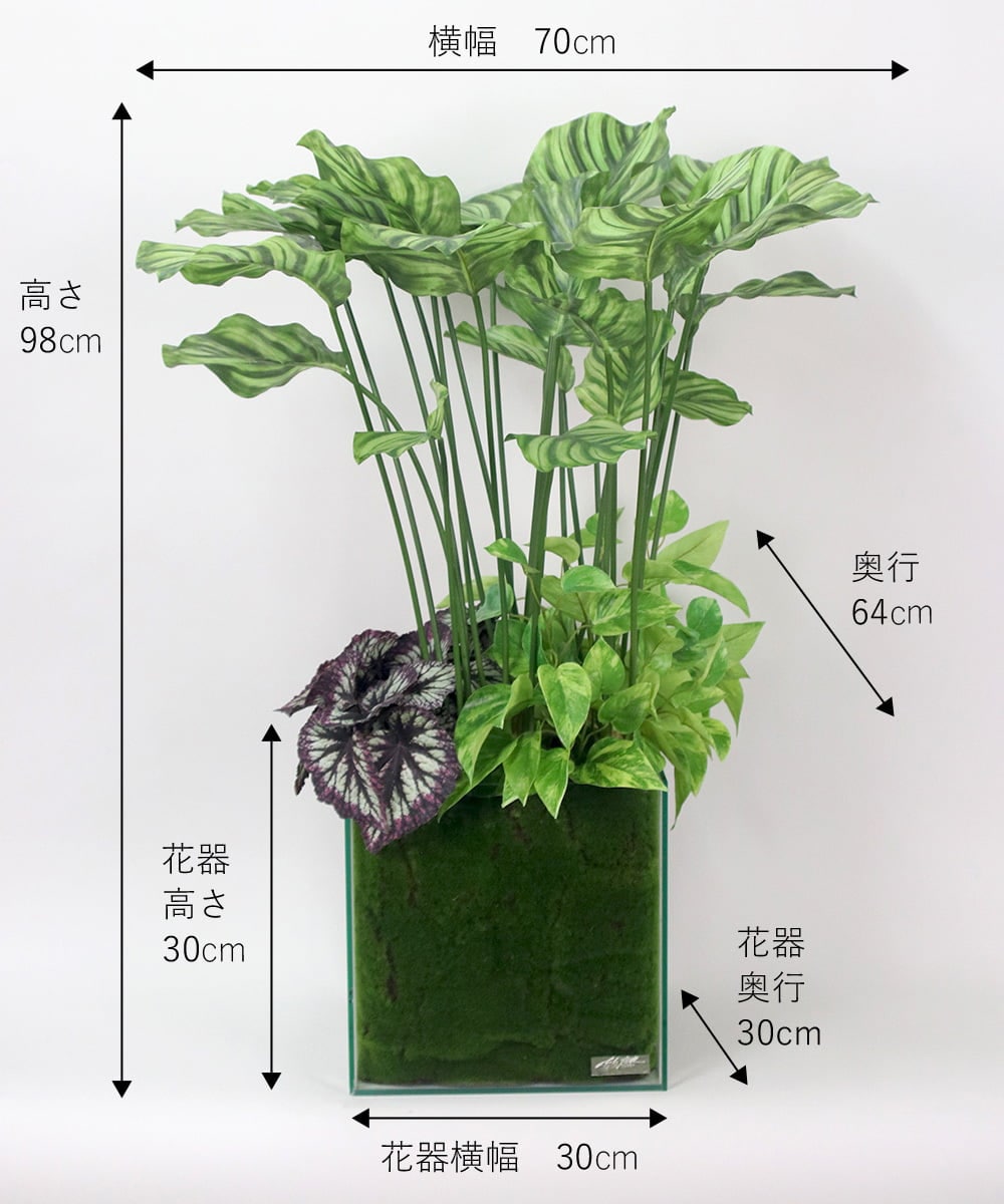 TTTTA06800 EMILIO ROBBA(エミリオ ロバ) ギャザリング・カラテア その他