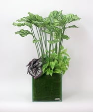 TTTTA06800 EMILIO ROBBA(エミリオ ロバ) ギャザリング・カラテア その他