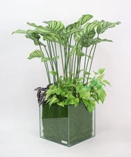 TTTTA06800 EMILIO ROBBA(エミリオ ロバ) ギャザリング・カラテア その他