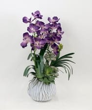 TTUTA10450 EMILIO ROBBA(エミリオ ロバ) バンダボタニックpu-XL その他