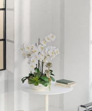 TTUTA57500 EMILIO ROBBA(エミリオ ロバ) ファレノプシスボタニックXL その他