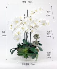TTUTA57500 EMILIO ROBBA(エミリオ ロバ) ファレノプシスボタニックXL その他