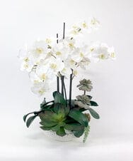 TTUTA57500 EMILIO ROBBA(エミリオ ロバ) ファレノプシスボタニックXL その他