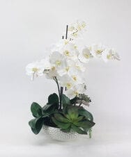 TTUTA57500 EMILIO ROBBA(エミリオ ロバ) ファレノプシスボタニックXL その他