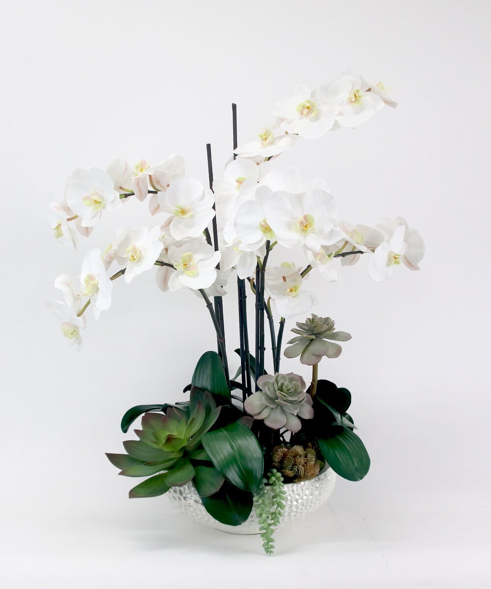 TTUTA57500 EMILIO ROBBA(エミリオ ロバ) ファレノプシスボタニックXL その他