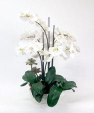 TTUTA57500 EMILIO ROBBA(エミリオ ロバ) ファレノプシスボタニックXL その他