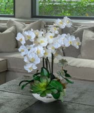 TTUTA57500 EMILIO ROBBA(エミリオ ロバ) ファレノプシスボタニックXL その他