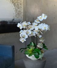 TTUTA57500 EMILIO ROBBA(エミリオ ロバ) ファレノプシスボタニックXL その他