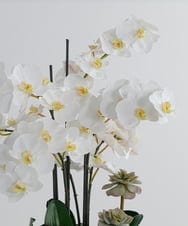 TTUTA57500 EMILIO ROBBA(エミリオ ロバ) ファレノプシスボタニックXL その他