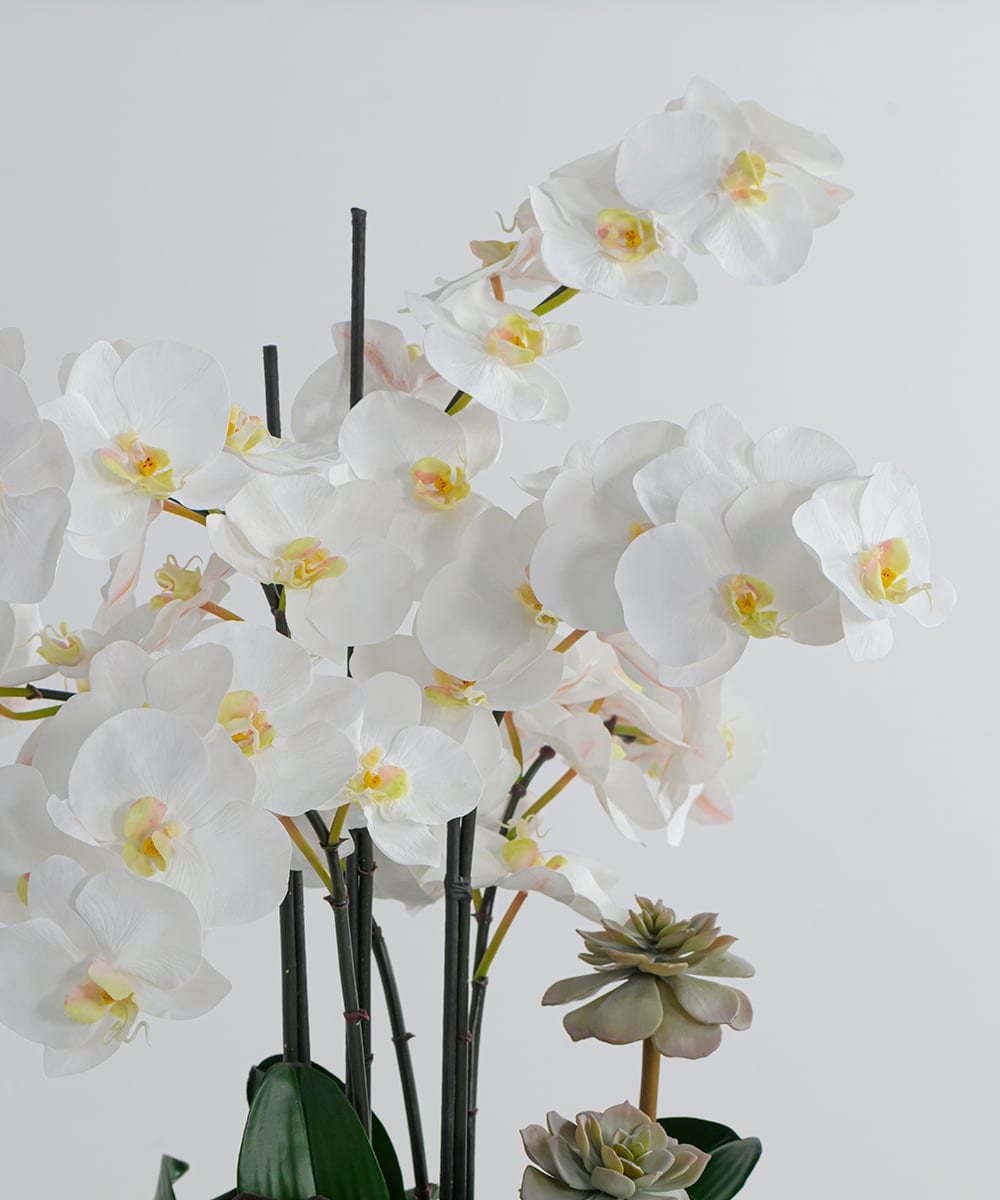 TTUTA57500 EMILIO ROBBA(エミリオ ロバ) ファレノプシスボタニックXL その他