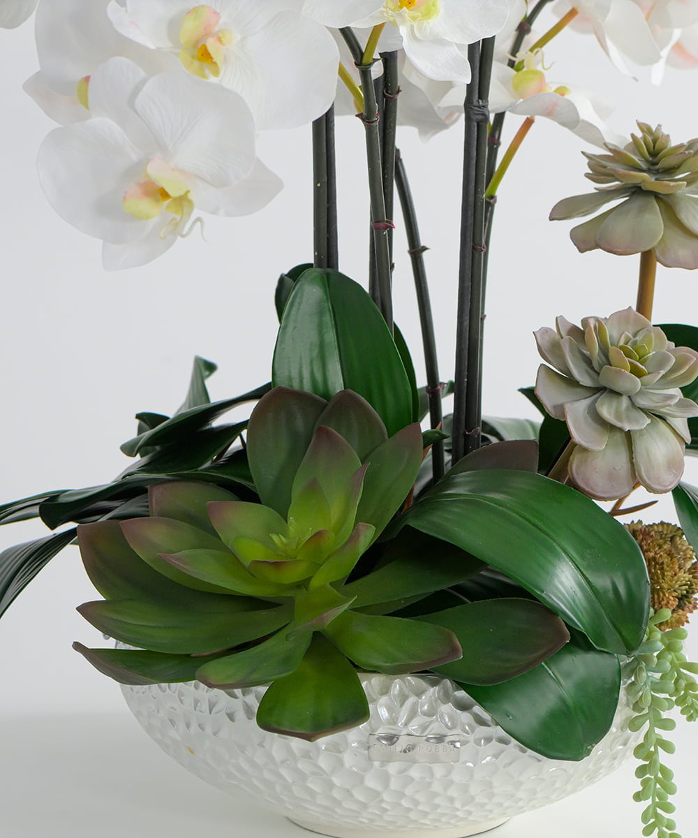 TTUTA57500 EMILIO ROBBA(エミリオ ロバ) ファレノプシスボタニックXL その他