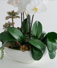 TTUTA57500 EMILIO ROBBA(エミリオ ロバ) ファレノプシスボタニックXL その他