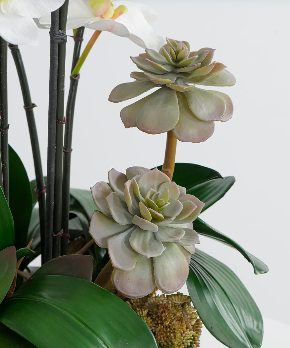 TTUTA57500 EMILIO ROBBA(エミリオ ロバ) ファレノプシスボタニックXL その他