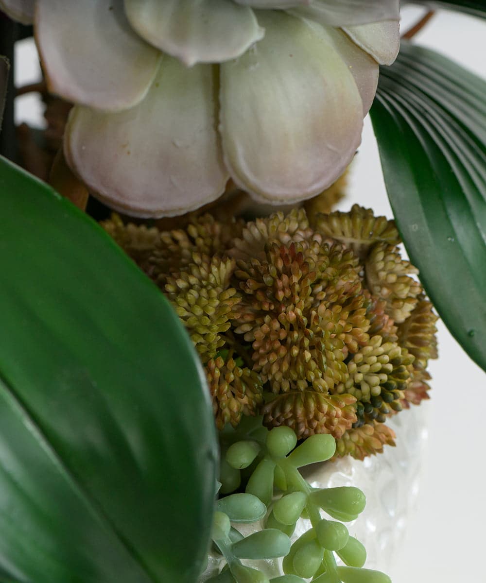 TTUTA57500 EMILIO ROBBA(エミリオ ロバ) ファレノプシスボタニックXL その他