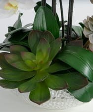 TTUTA57500 EMILIO ROBBA(エミリオ ロバ) ファレノプシスボタニックXL その他