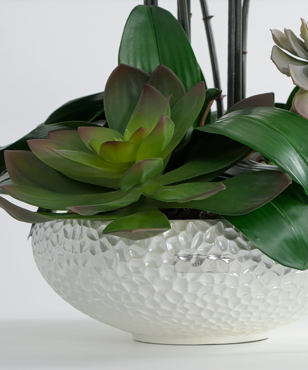 TTUTA57500 EMILIO ROBBA(エミリオ ロバ) ファレノプシスボタニックXL その他