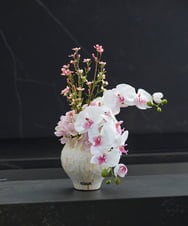 TTUTS58250 EMILIO ROBBA(エミリオ ロバ) ファレノプシスリップピンク2L その他