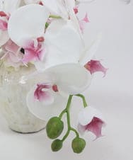 TTUTS58250 EMILIO ROBBA(エミリオ ロバ) ファレノプシスリップピンク2L その他