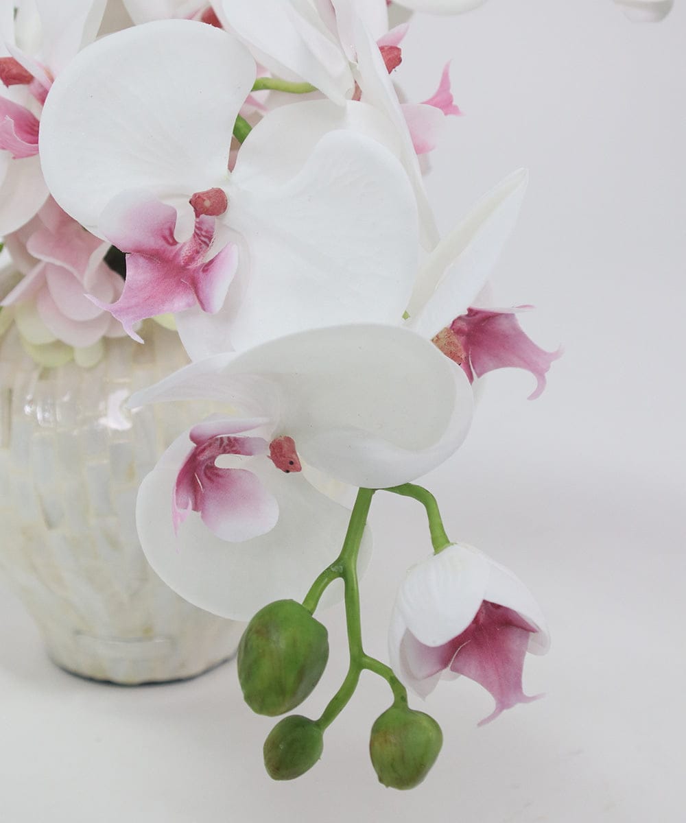 TTUTS58250 EMILIO ROBBA(エミリオ ロバ) ファレノプシスリップピンク2L その他