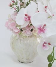 TTUTS58250 EMILIO ROBBA(エミリオ ロバ) ファレノプシスリップピンク2L その他