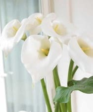 TTUUA45100 EMILIO ROBBA(エミリオ ロバ) カラー2XL その他